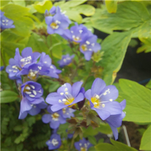 Polemonium cashmerianum