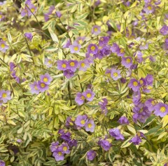 Polemonium Golden Feathers