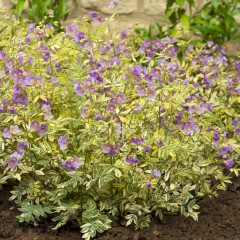 Polemonium Golden Feathers