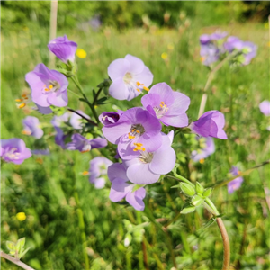 Polemonium Hannah Billcliffe