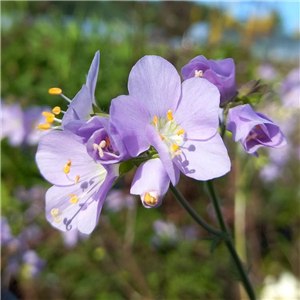 Polemonium Triffids Lilac