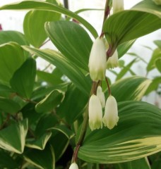 Polygonatum falcatum Variegatum