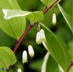 Polygonatum falcatum Variegatum