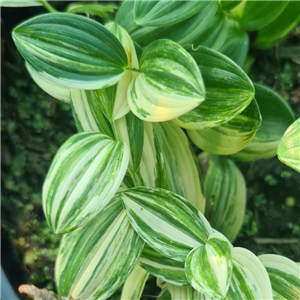 Polygonatum humile Shiro Shima