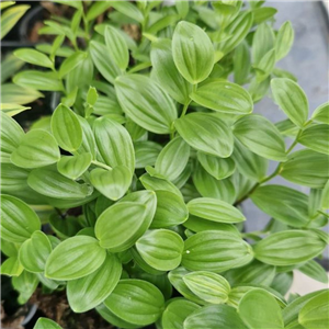 Polygonatum humile