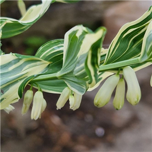 Polygonatum hybridum Striatum