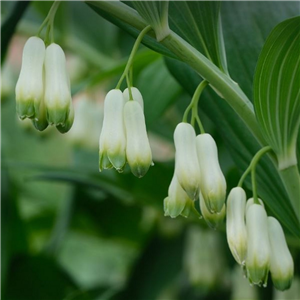 Polygonatum hybridum