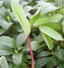 Polygonatum odoratum Red Stem