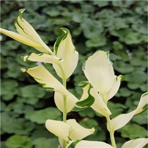 Polygonatum hybridum White Wings