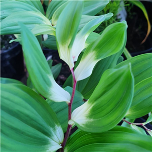 Polygonatum odoratum Byakko