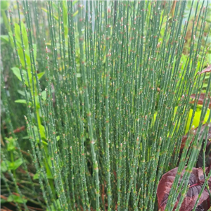 Polygonum scoparium