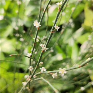 Polygonum scoparium