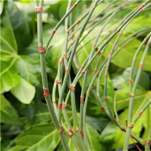 Polygonum scoparium