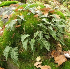 Polypodium vulgare