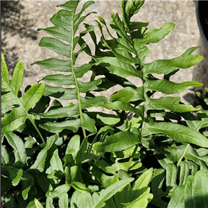 Polypodium vulgare