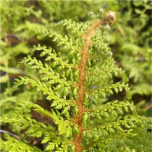 Polystichum setiferum Proliferum