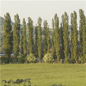 Populus nigra Italica