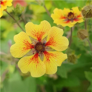 Potentilla Esta Ann