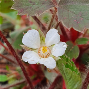 Potentilla micrantha Purple Haze