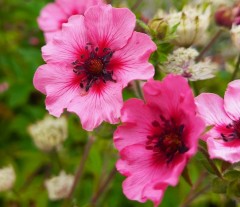 Potentilla nepalensis Miss Wilmott