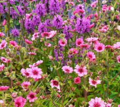 Potentilla nepalensis Miss Wilmott