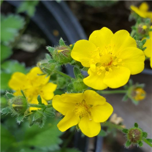 Potentilla neumanniana Nana