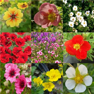 Potentilla mixed £1 per pot