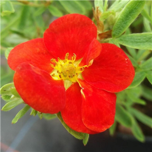 Potentilla Red Lady