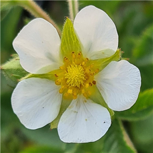 Potentilla rupestris