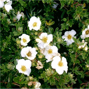 Potentilla Tilford Cream