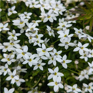 Pratia pedunculata Alba