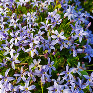 Pratia pedunculata dwarf form