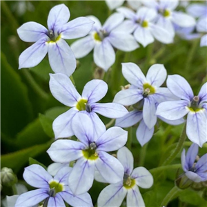 Pratia pedunculata