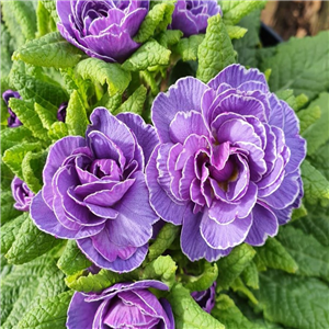 Primula Belarina Amethyst Ice