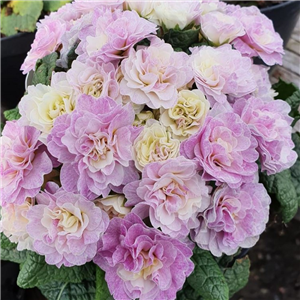 Primula Belarina Pink Champagne