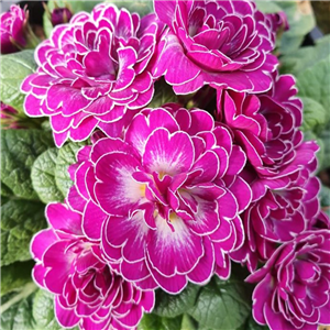 Primula Belarina Candy Frost