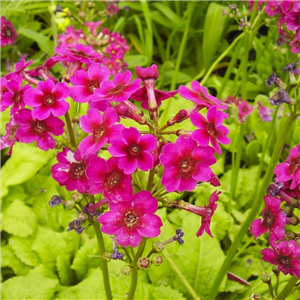 Primula japonica Mixed