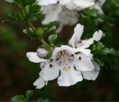 Prostranthera cuneata