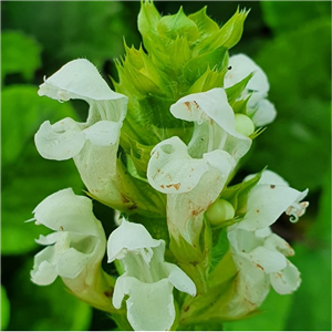 Prunella grandiflora Alba