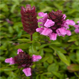 Prunella grandiflora Rose Pearl