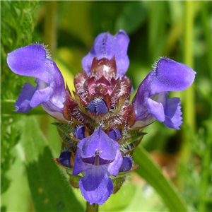 Prunella grandiflora