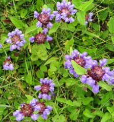 Prunella grandiflora