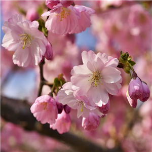 Prunus Accolade