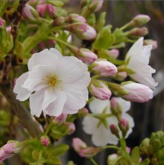 Prunus Amanogawa