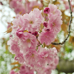 Prunus Beni Yutake