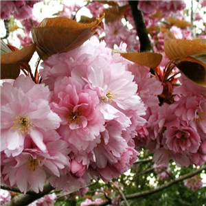 Prunus Kanzan