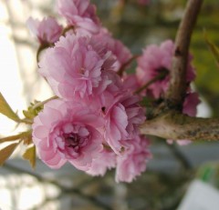 Prunus Kiku-shidare Sakura