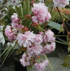 Prunus Kiku-shidare Sakura