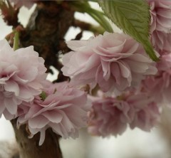 Prunus Kiku-shidare Sakura