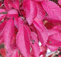 Prunus incisa Kojo No Mai